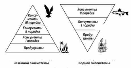 правила экологической пирамиды. пирамида биомассы и энергии