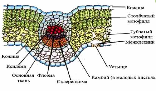 лист камелии под микроскопом описание